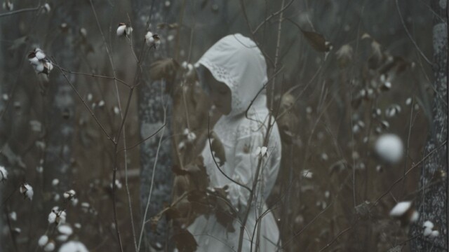 a secret cotton in the woods and a mystery figure --v 6 Job ID: 9b05ad32-9406-4b29-a8b8-a984ae4d7385